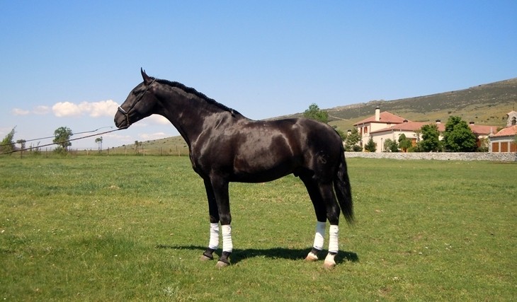 Stud Antonio San Román, stallion 2