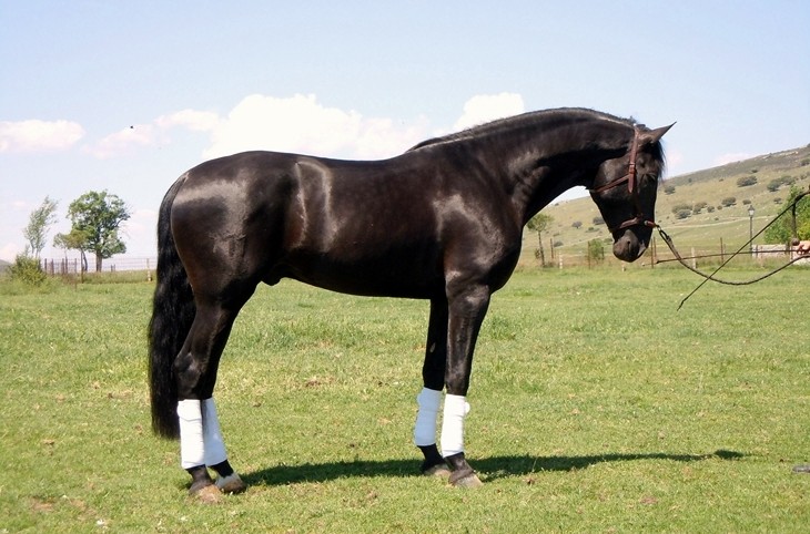 Stud Antonio San Román, stallion 1