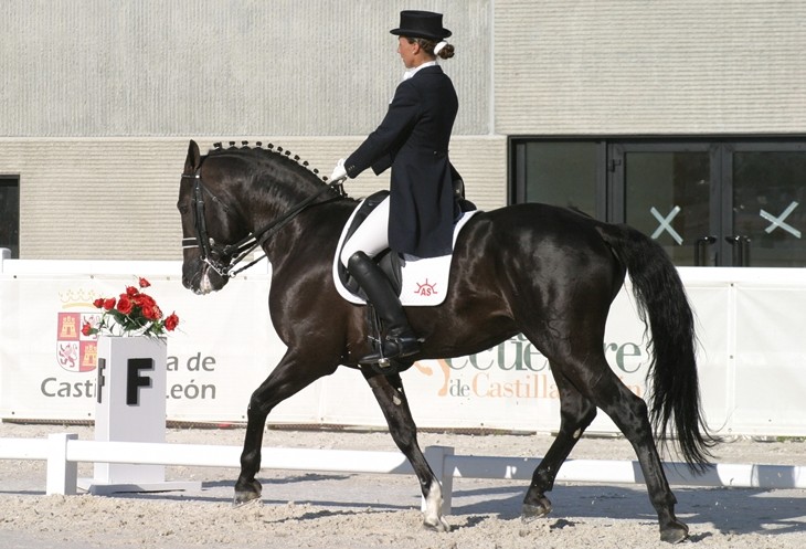 Stud Antonio San Román, stallion 3