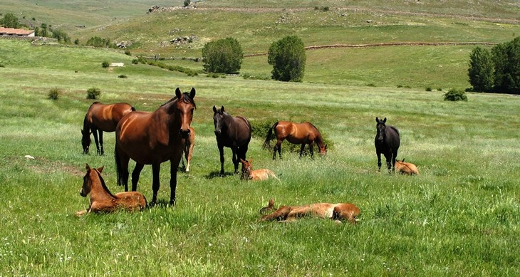 Stud Antonio San Román, mares, colts and fillies 7