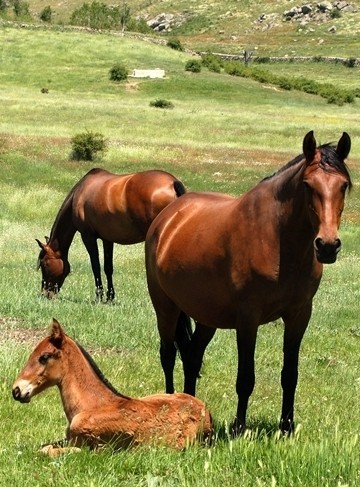 Stud Antonio San Román, mares, colts and fillies 1