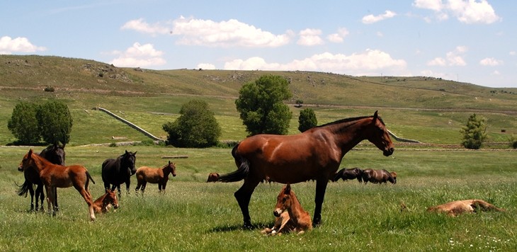 Stud Antonio San Román, mares, colts and fillies 8