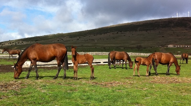 Stud Antonio San Román, mares, colts and fillies 9