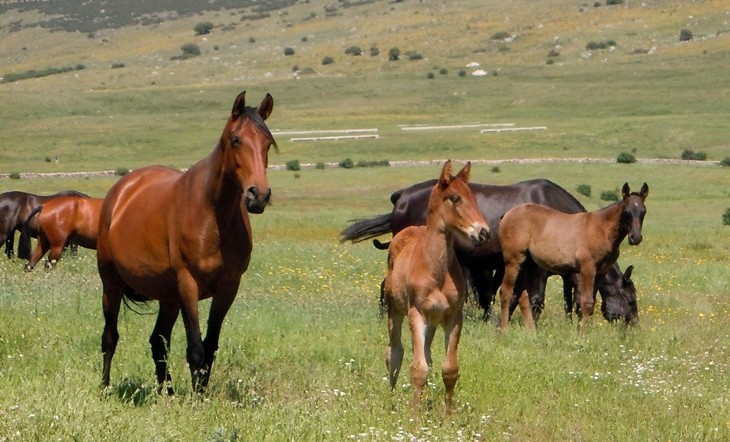 Stud Antonio San Román, mares, colts and fillies 3