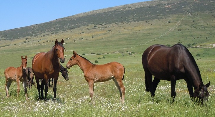 Stud Antonio San Román, mares, colts and fillies 10