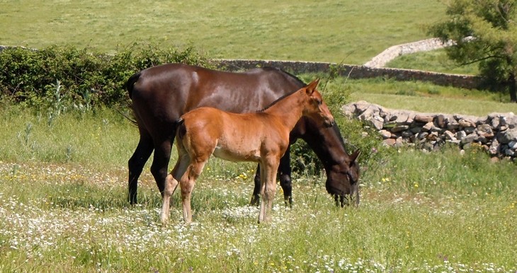Stud Antonio San Román, mares, colts and fillies 4