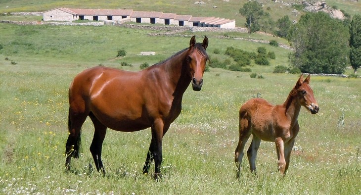 Stud Antonio San Román, mares, colts and fillies 5