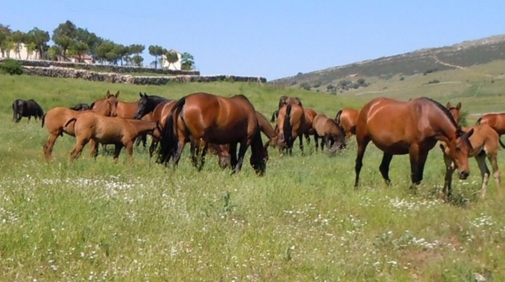 Stud Antonio San Román, mares, colts and fillies 12