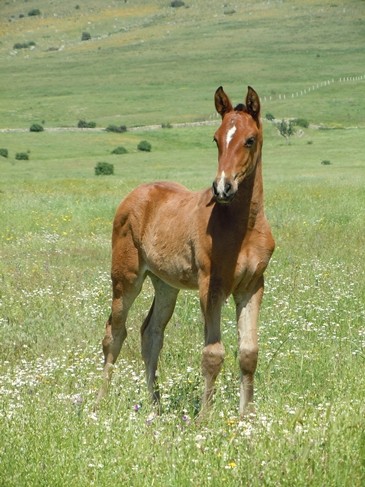 Stud Antonio San Román, mares, colts and fillies 2