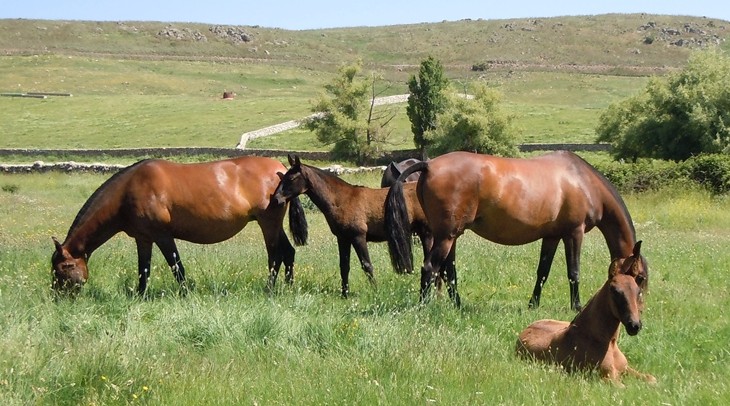 Stud Antonio San Román, mares, colts and fillies 13