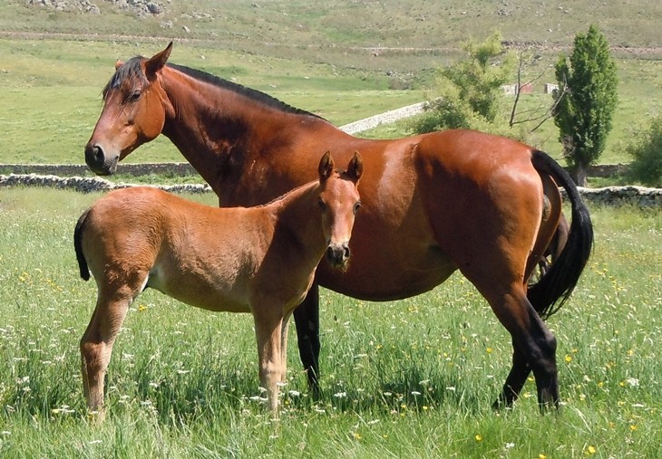 Stud Antonio San Román, mares, colts and fillies 6