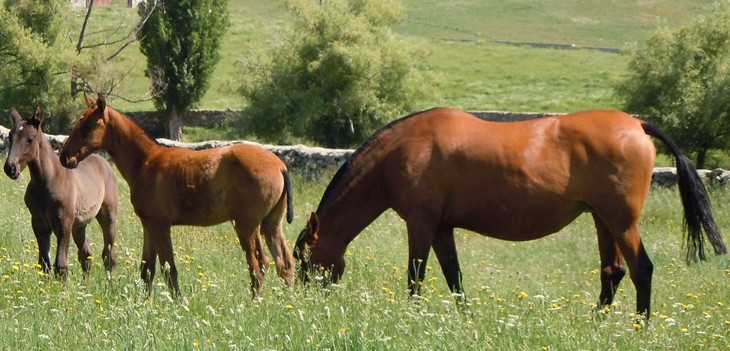 Stud Antonio San Román, mares, colts and fillies 14