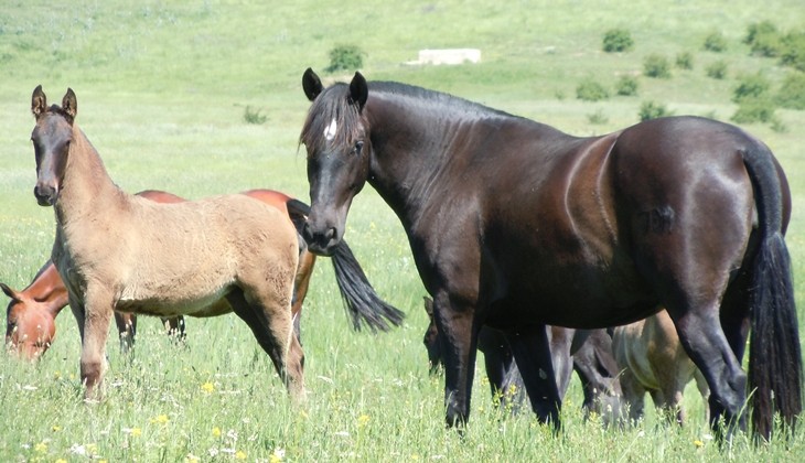Stud Antonio San Román, mares, colts and fillies 6